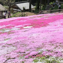 郡上ガイド　明宝