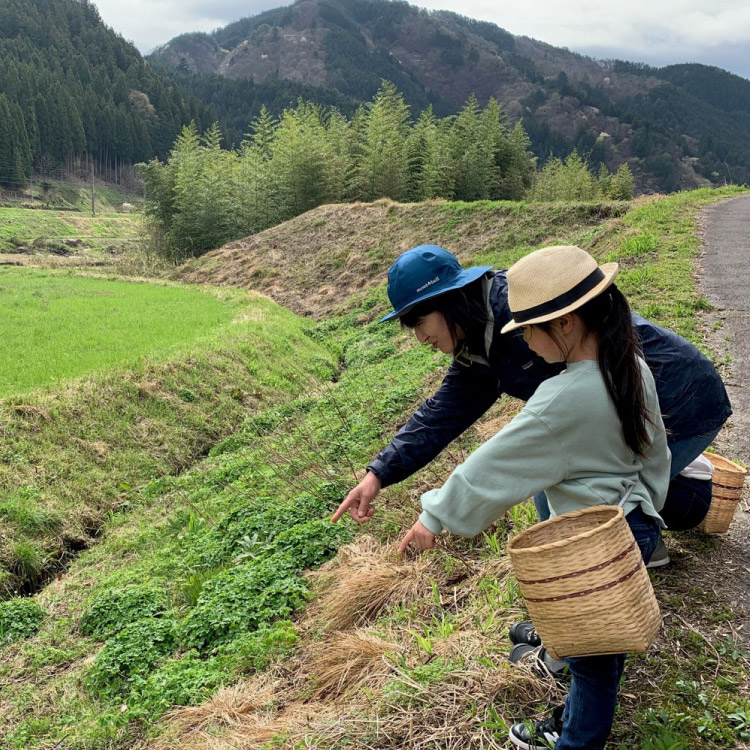 郡上ノアソブイメージ　山野草ツアー