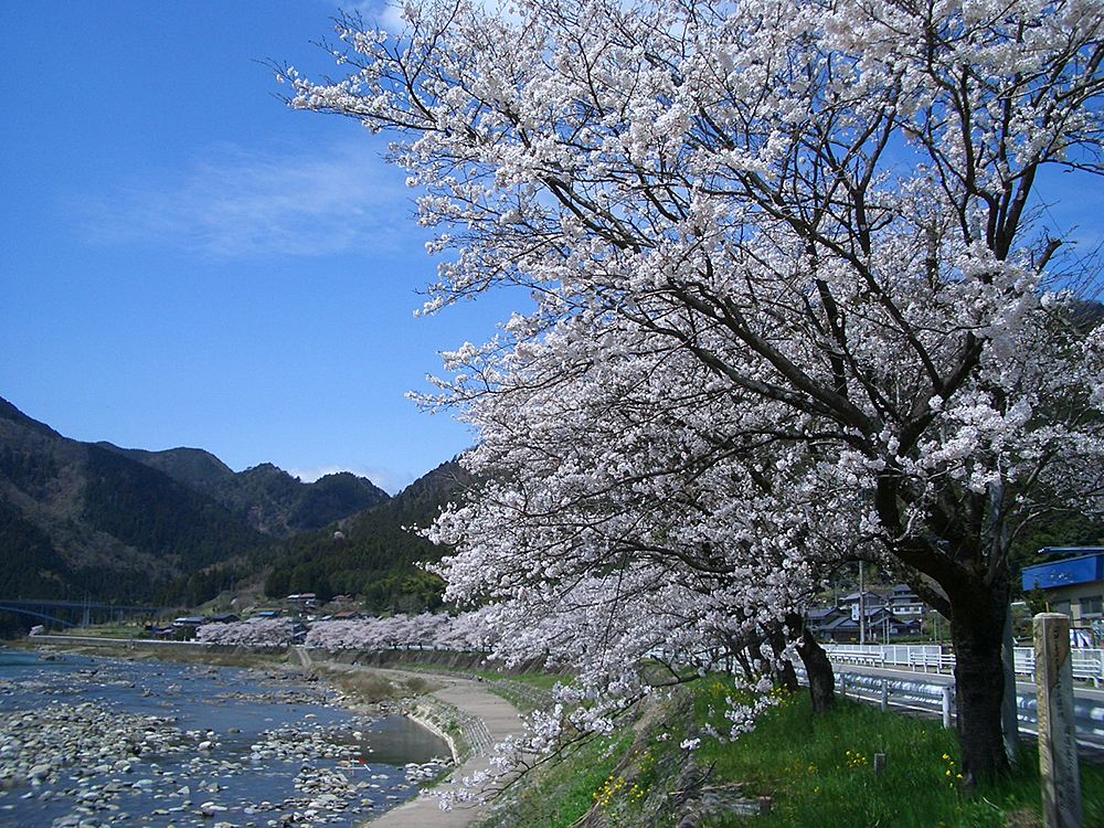 深戸の桜並木(1)