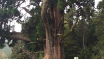 熊野神社（3）