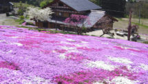 國田家の芝桜（1）