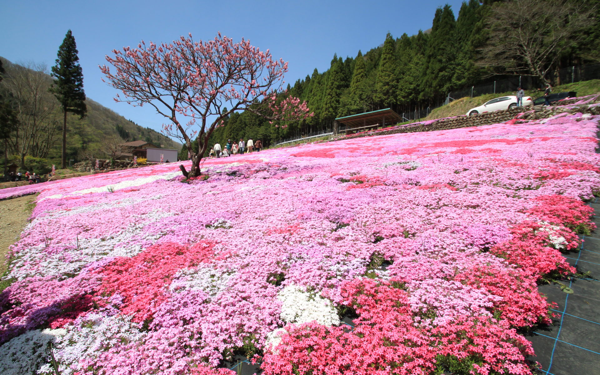 國田家の芝桜（2）