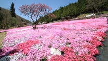 國田家の芝桜（2）