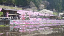 國田家の芝桜（3）