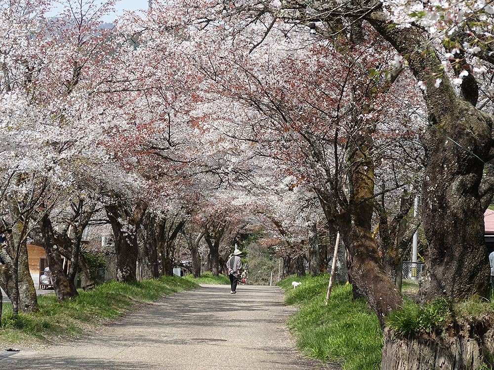 明建神社の桜並木（1）