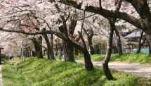 明建神社の桜並木（2）