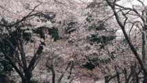 明建神社の桜並木（3）