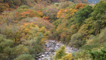 せせらぎ街道 紅葉（1）