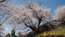 善勝寺の桜（1）