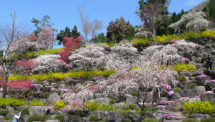 善勝寺の桜（2）