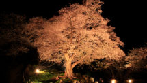 善勝寺の桜（4）