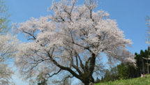 善勝寺の桜（5）