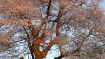 善勝寺の桜（6）