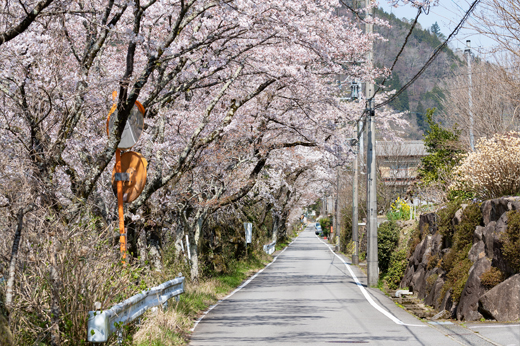 五町堤の桜img2