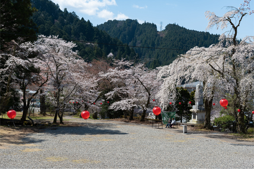 愛宕公園の桜img3