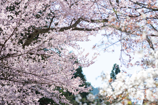 愛宕公園の桜img4