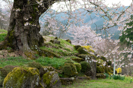 善勝寺の桜img11