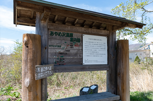 ひるがの高原のミズバショウimg22