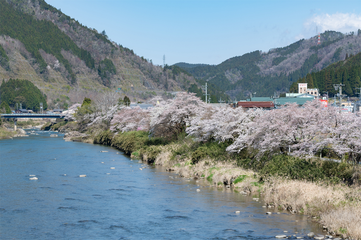 五町堤の桜sec-img1