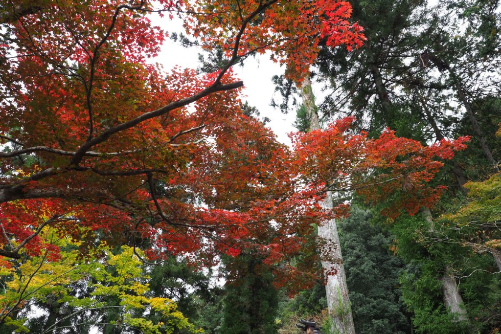 小京都、秋の郡上八幡紅葉巡り_20