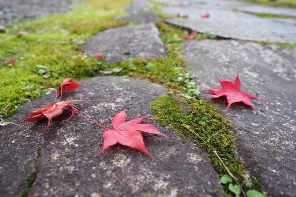 小京都、秋の郡上八幡紅葉巡り_22