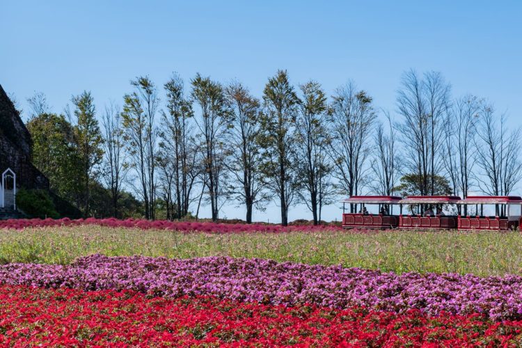 <C_011>高鷲・ひるがの高原グリーンシーズンコース「大自然とあそぶ、ひるがの高原で美と食を満喫！美しい花に癒される」