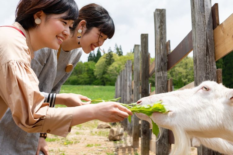 <C_011>高鷲・ひるがの高原グリーンシーズンコース「大自然とあそぶ、ひるがの高原で美と食を満喫！美しい花に癒される」