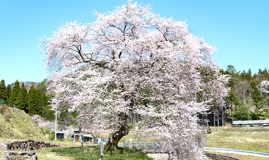 明宝歴史民俗資料館・春のお花見コース「古い木造校舎で過去へタイムスリップ？！春のお花見と明宝温泉の旅」