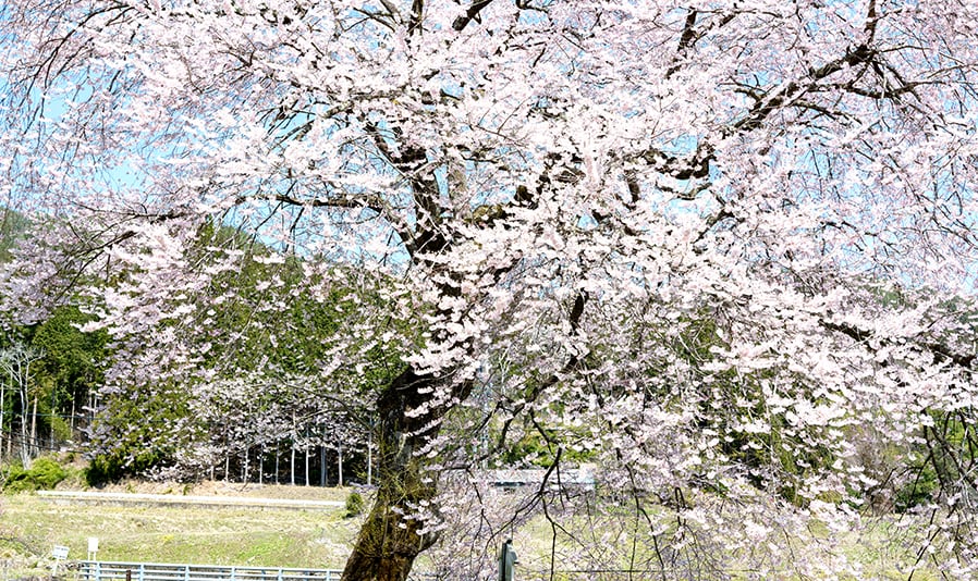 明宝歴史民俗資料館・春のお花見コース「古い木造校舎で過去へタイムスリップ？！春のお花見と明宝温泉の旅」