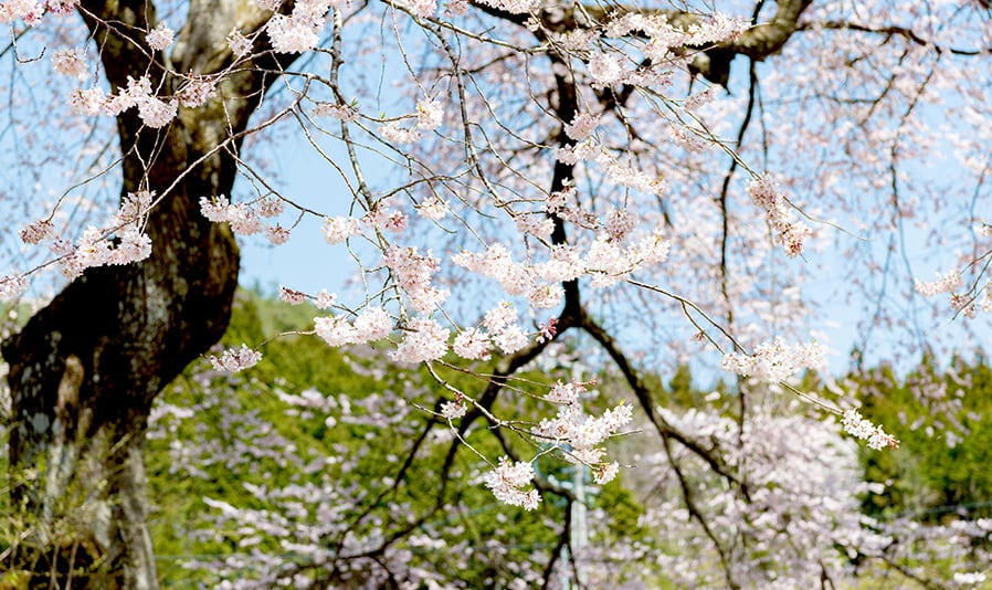 明宝歴史民俗資料館・春のお花見コース「古い木造校舎で過去へタイムスリップ？！春のお花見と明宝温泉の旅」