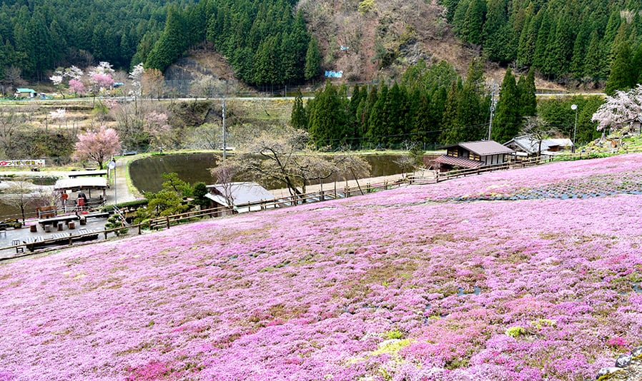 明宝歴史民俗資料館・春のお花見コース「古い木造校舎で過去へタイムスリップ？！春のお花見と明宝温泉の旅」