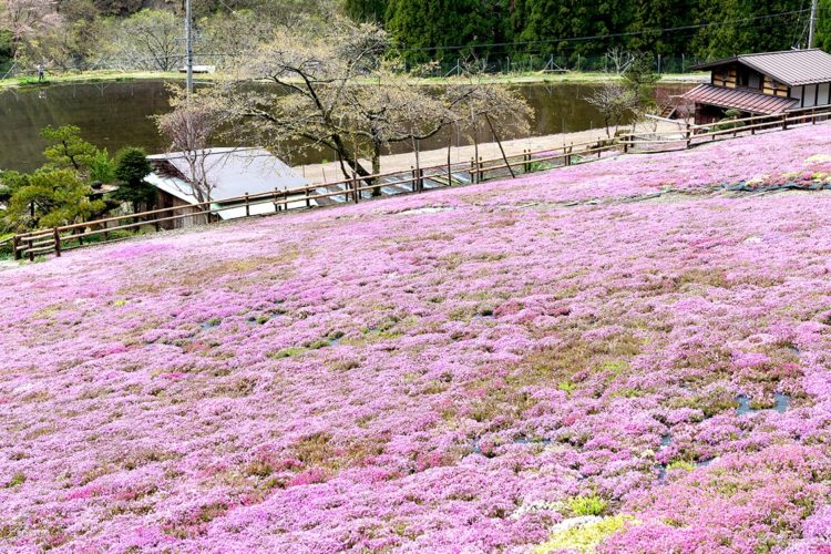 明宝歴史民俗資料館・春のお花見コース「古い木造校舎で過去へタイムスリップ？！春のお花見と明宝温泉の旅」