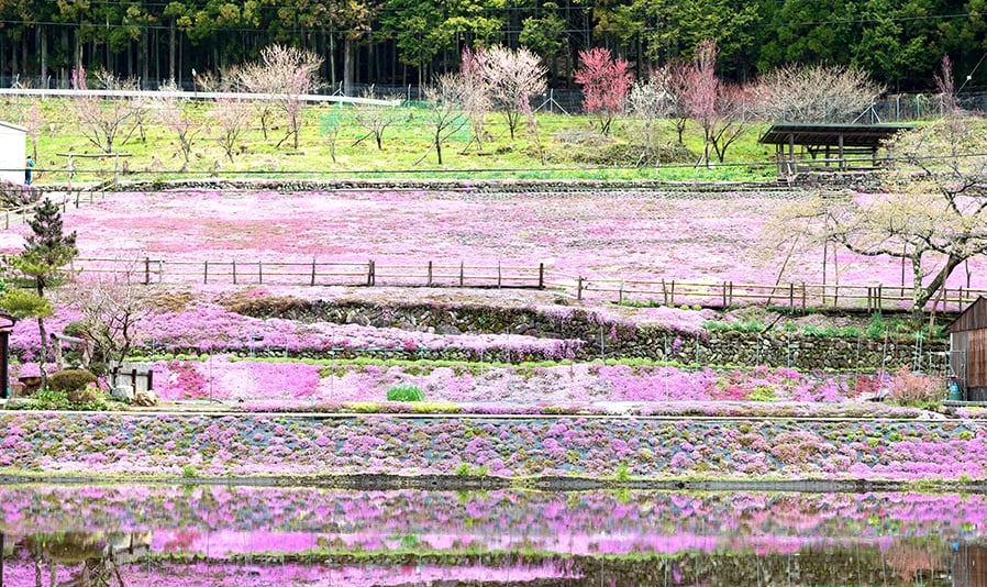 明宝歴史民俗資料館・春のお花見コース「古い木造校舎で過去へタイムスリップ？！春のお花見と明宝温泉の旅」