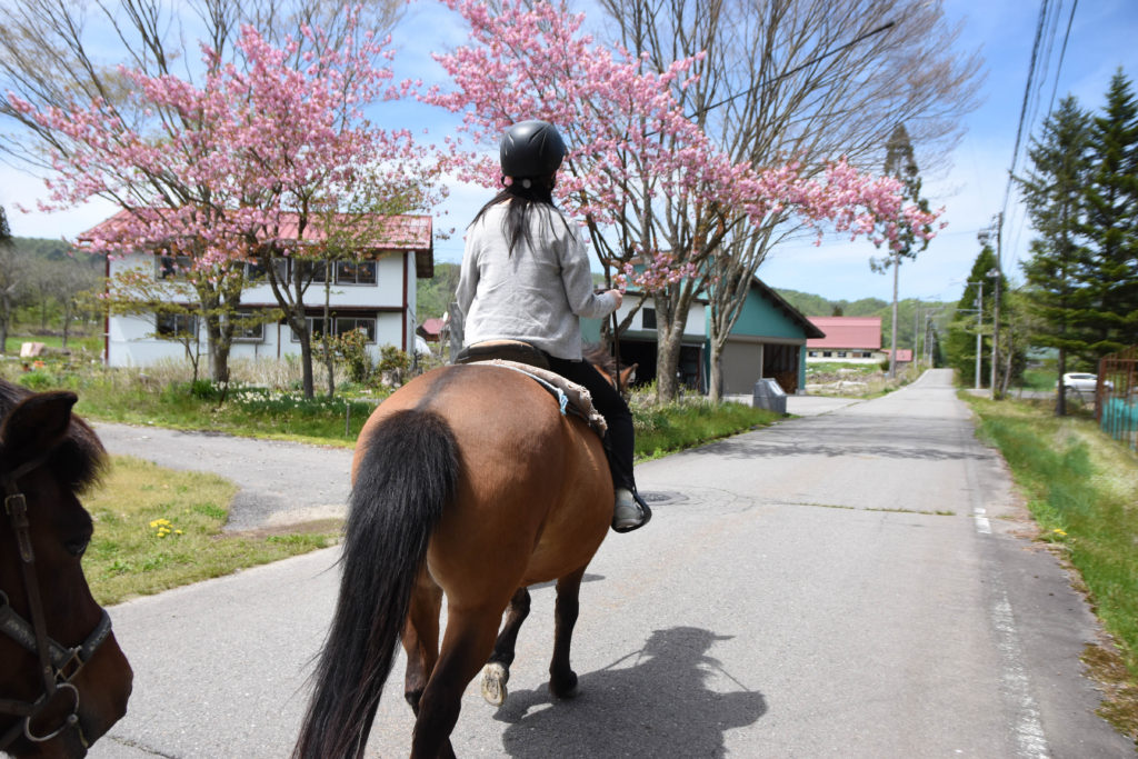 ひるがの高原木曽馬牧場_23